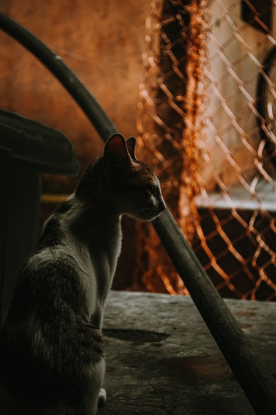 白天，黑白相间的猫在棕色的木栅栏上